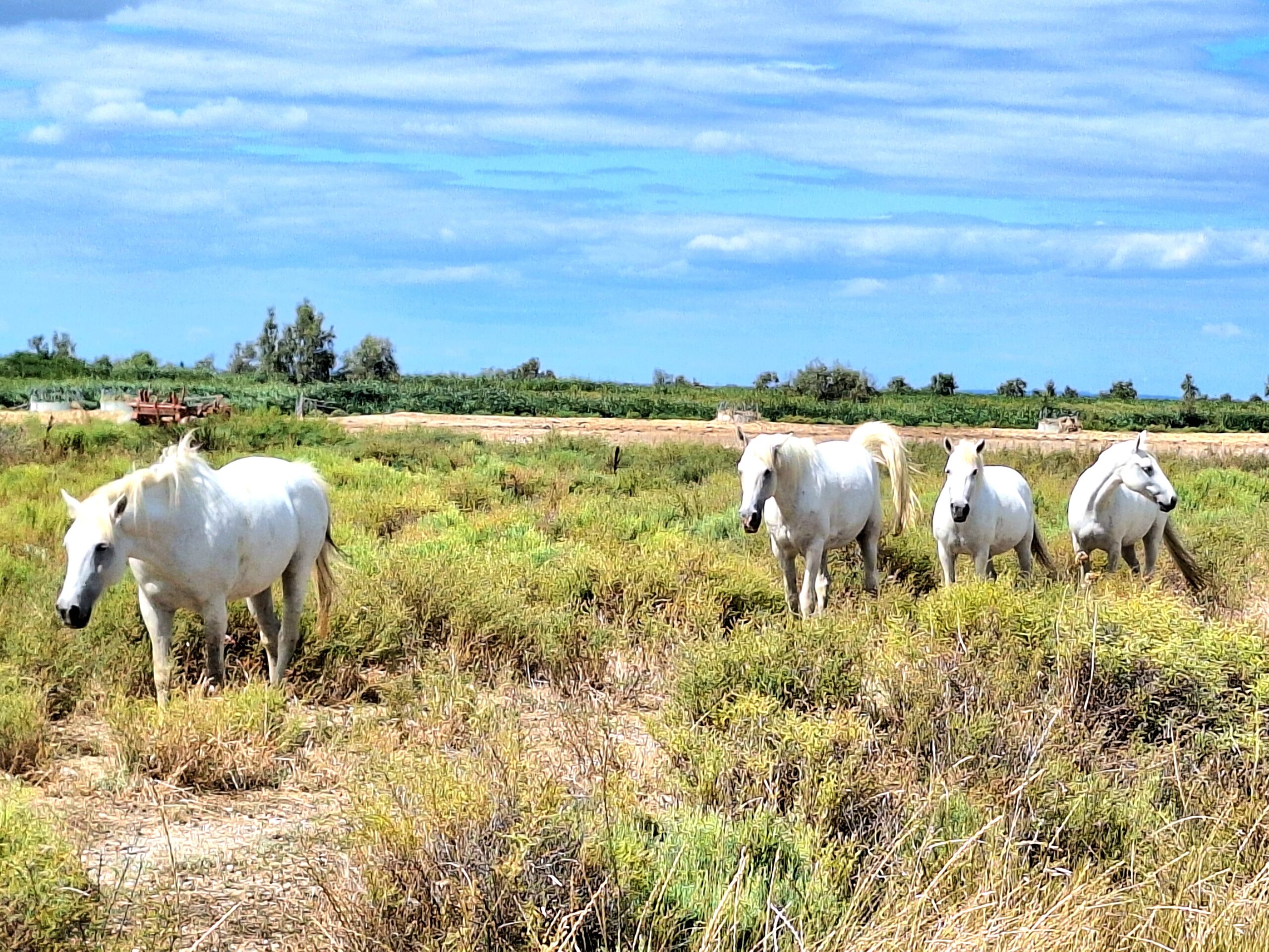 Geomantie für Pferde